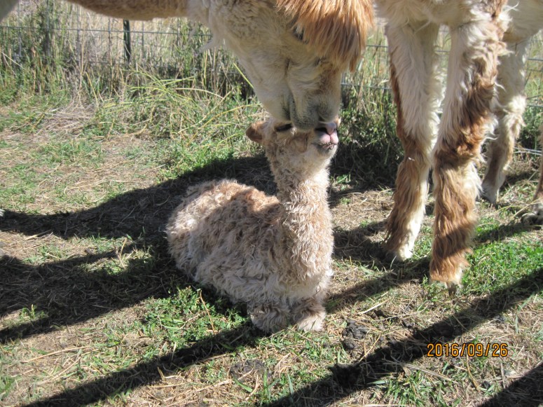 pursuit-auntie-loving-on-minette