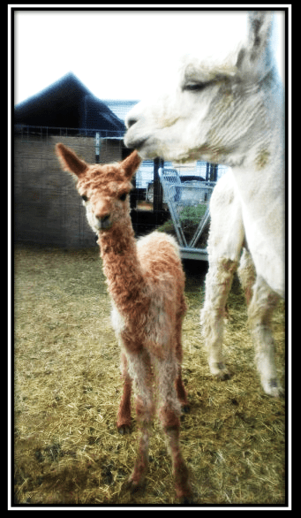 Screen Shot 2016-11-26 at 11.25.24 PM.png