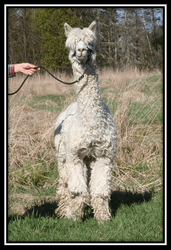 screen-shot-2016-11-26-at-11-50-33-pm