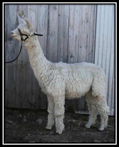 screen-shot-2016-11-26-at-11-53-36-pm