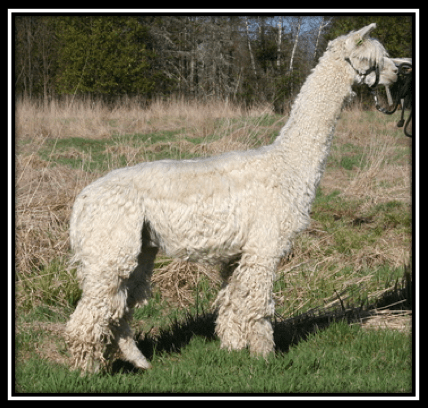 screen-shot-2016-11-26-at-11-56-08-pm