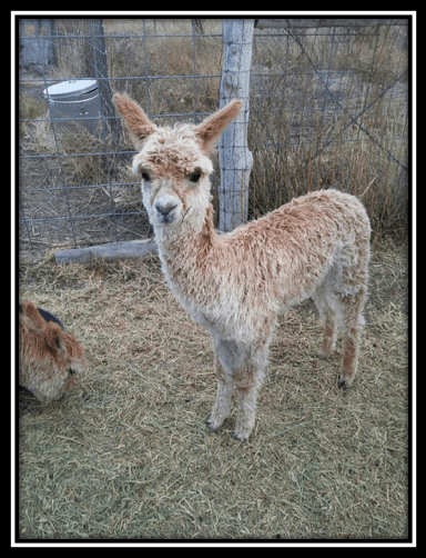 screen-shot-2016-11-27-at-1-06-03-am