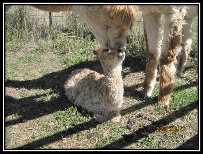 screen-shot-2016-11-27-at-1-10-42-am