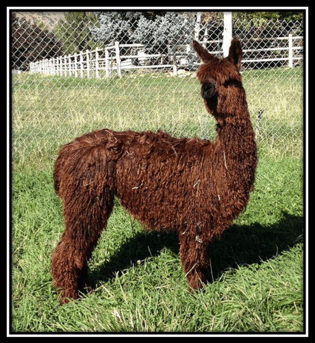 screen-shot-2016-11-27-at-1-16-10-am