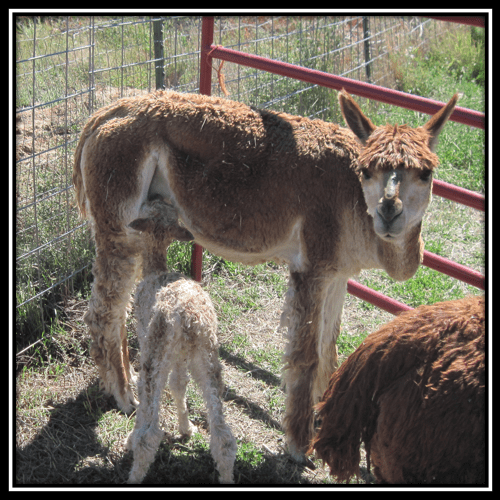 screen-shot-2016-11-27-at-1-21-21-am